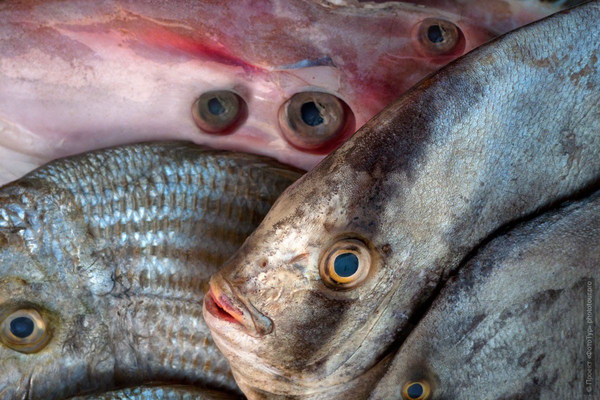 Фотография Натюрморт с морепродуктами, Ковалам Бич. Туры в Кералу. Фото Южной Индии.