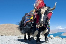 Новость № 100: YAK DANCE в Ладакхе. Монастырь Tserkarmo Gonpa. Июль 2018 г. Танец Яка. Новость № 100: YAK DANCE в Ладакхе. Монастырь Tserkarmo Gonpa. Июль 2018 г. Танец Яка.