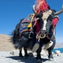   100: YAK DANCE  .  Tserkarmo Gonpa.  2018 .  .