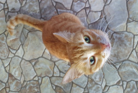 Про котов Дахаба. Про котов Дахаба.