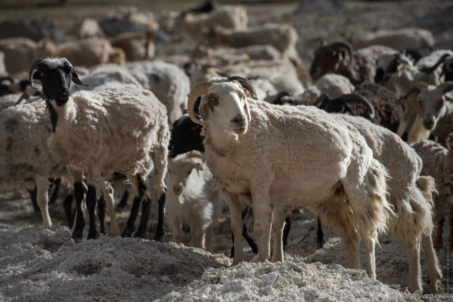 Sheep on the lake of Tso Moriri. Photo tour / tour Tibet of Lake-1: Pangong, Tso Moriri, Tso Kar, Tso Chiagar, Dance of Tsam on Lake Pangong, 08.07.-17.07.2022.