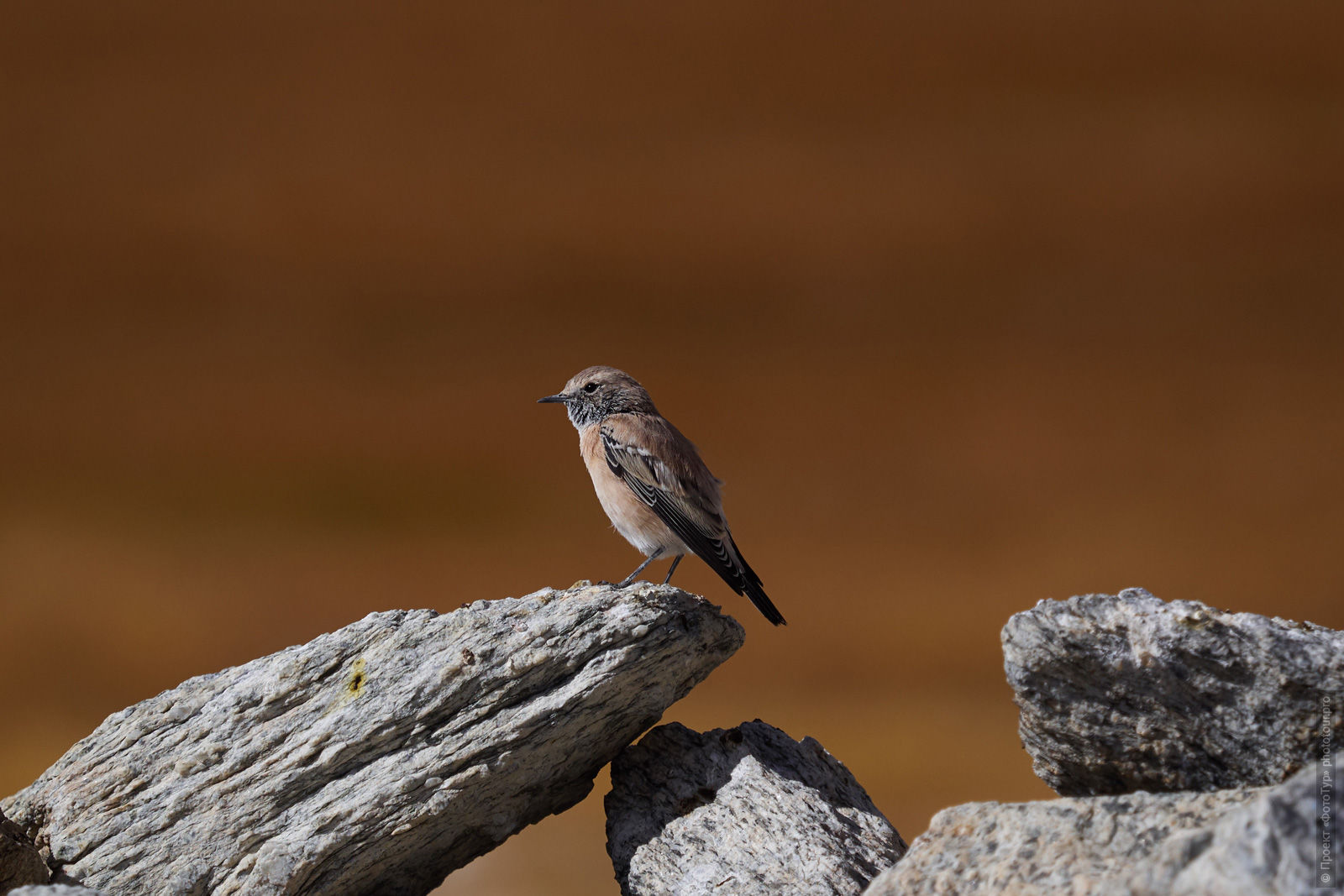 Bird in the highlands of Ladakh. Photo tour / tour Tibet of Lake-1: Pangong, Tso Moriri, Tso Kar, Tso Chiagar, Dance of Tsam on Lake Pangong, 08.07.-17.07.2022.