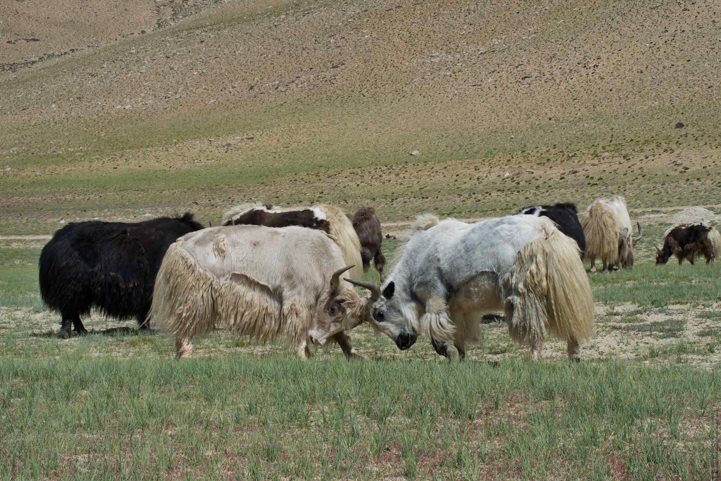 Tibetan yaks of the nomads Chong Pa, Ladakh womens tour, August 31 - September 14, 2019.