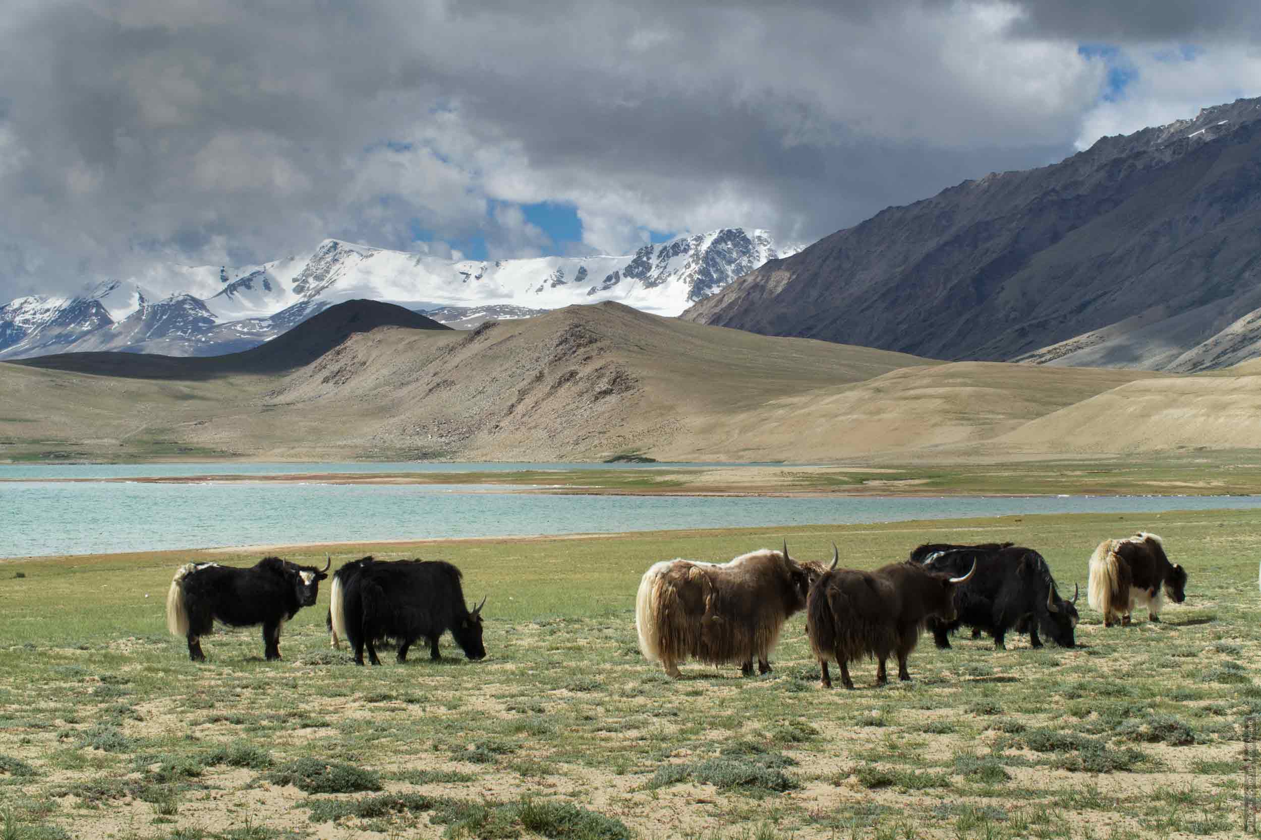 Tibetan Yak pasture, Ladakh womens tour, August 31 - September 14, 2019.