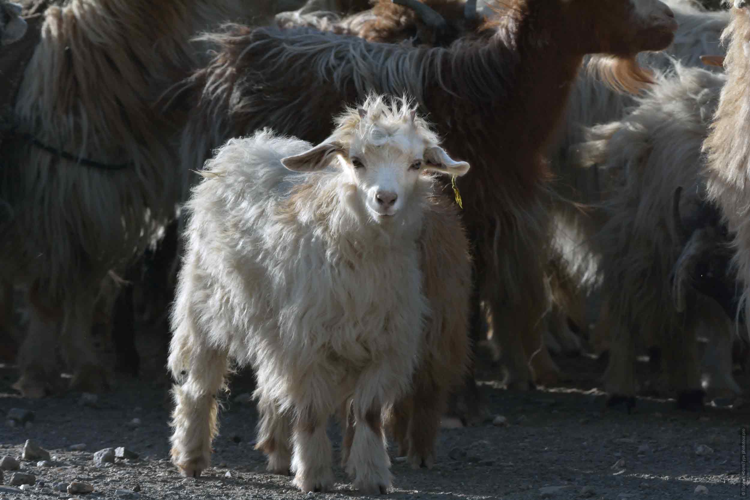 Malen Ladakh goat, Ladakh womens tour, August 31 - September 14, 2019.