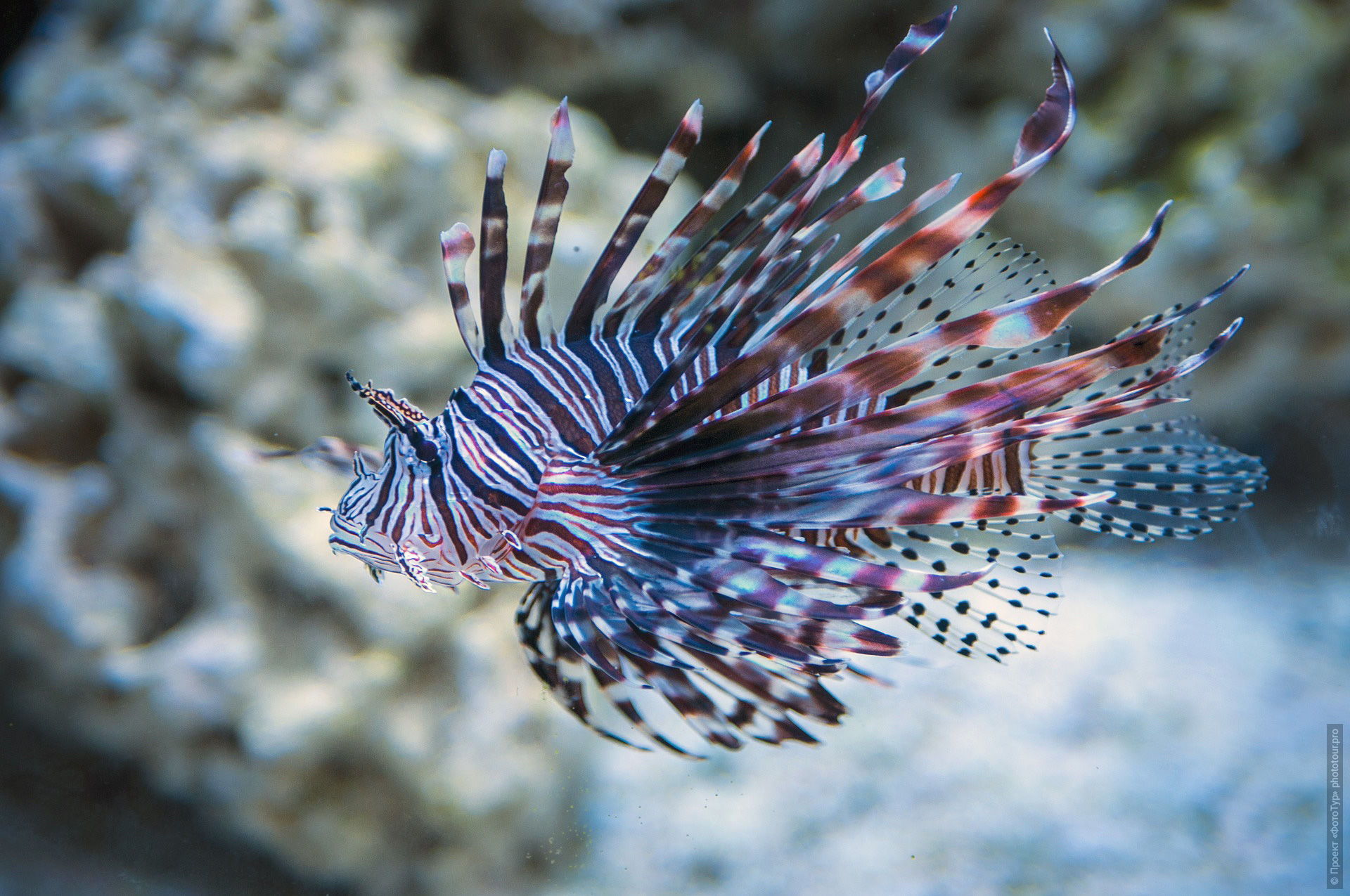   lionfish,  , , , .