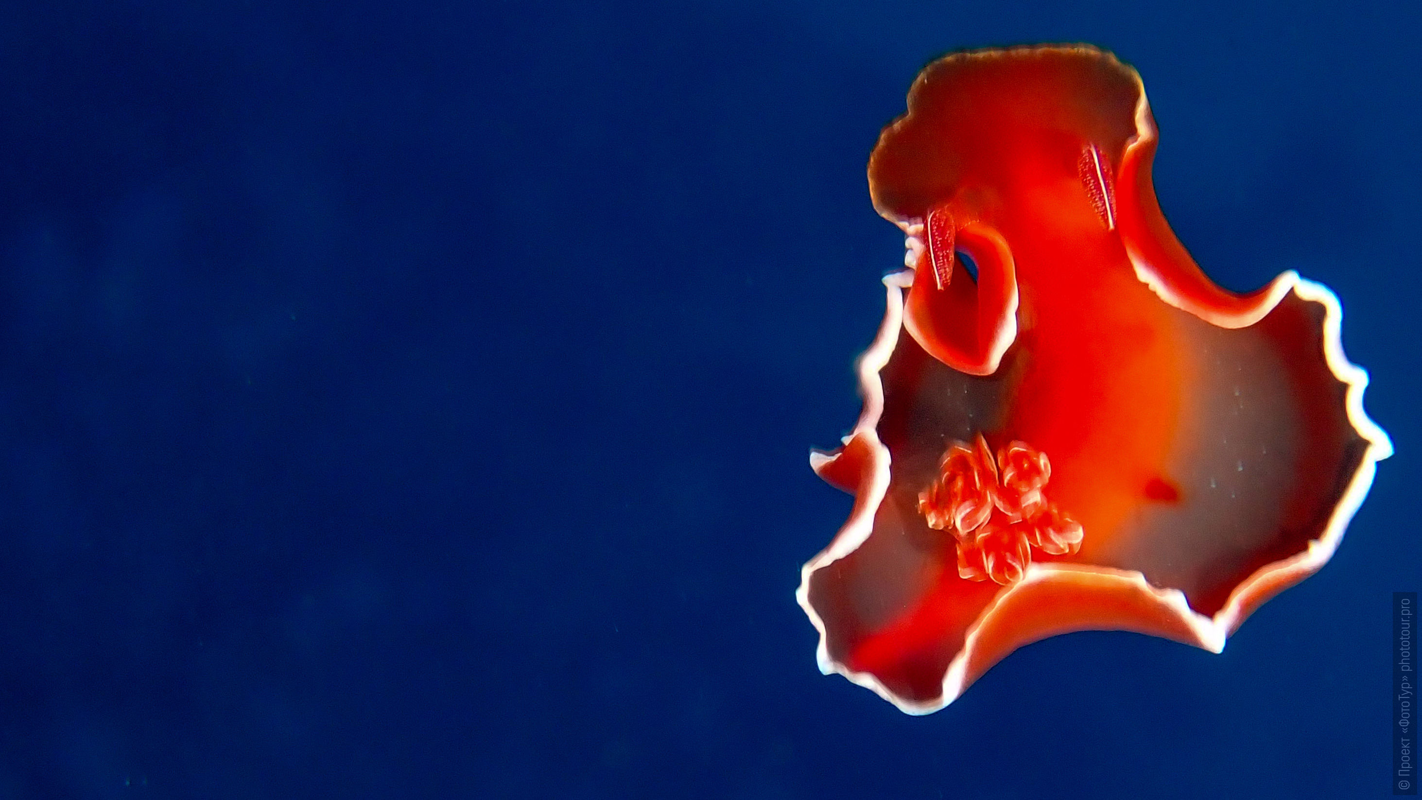 Hexabranchus sanguineus,          