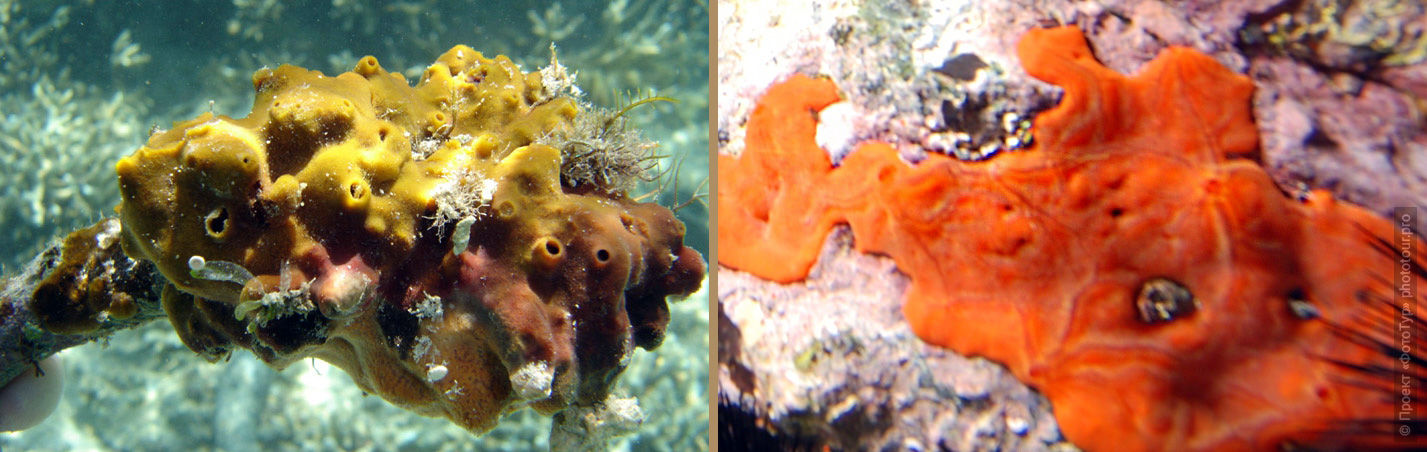 Spirastrella inconstans      