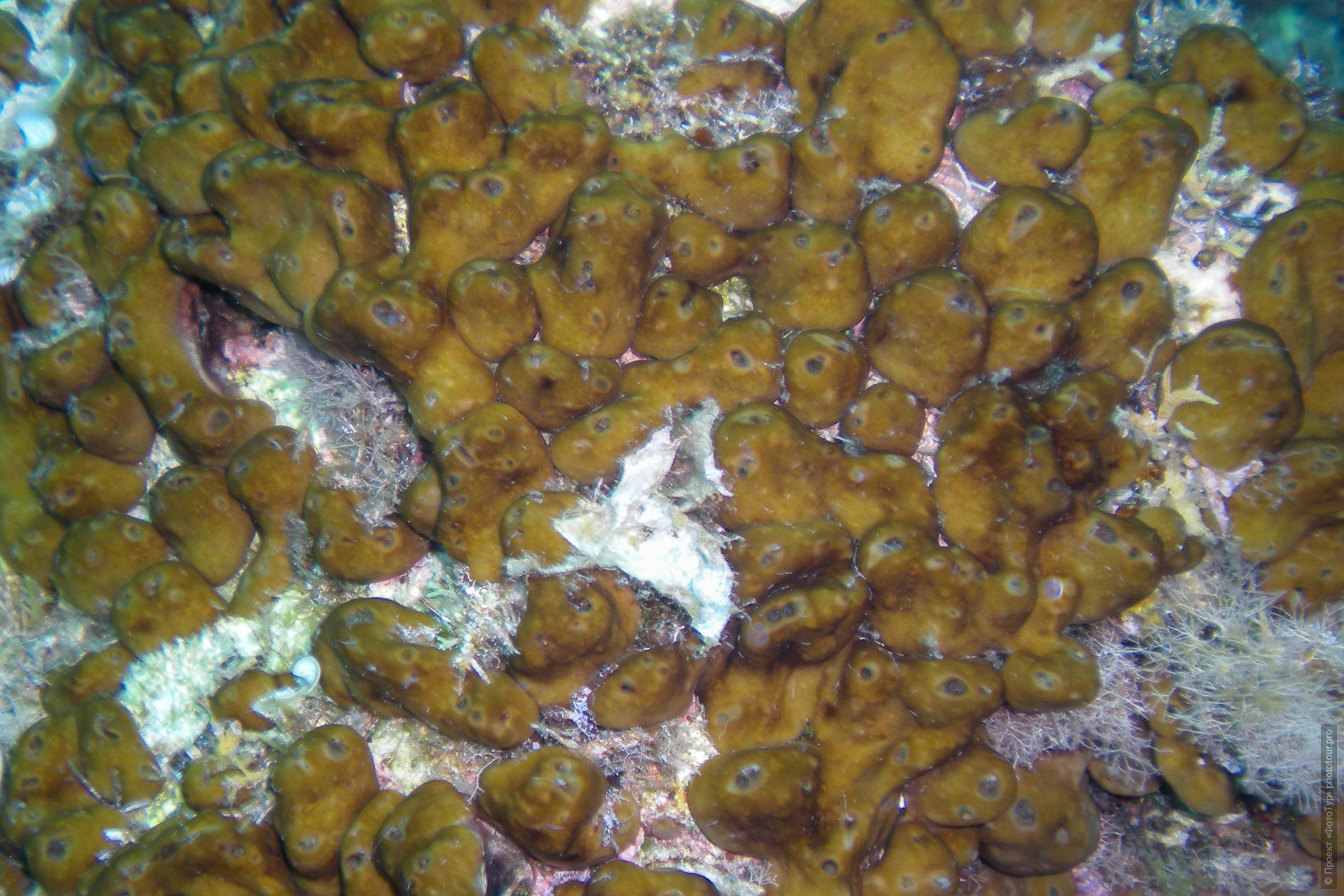Chondrilla nucula  , ,  