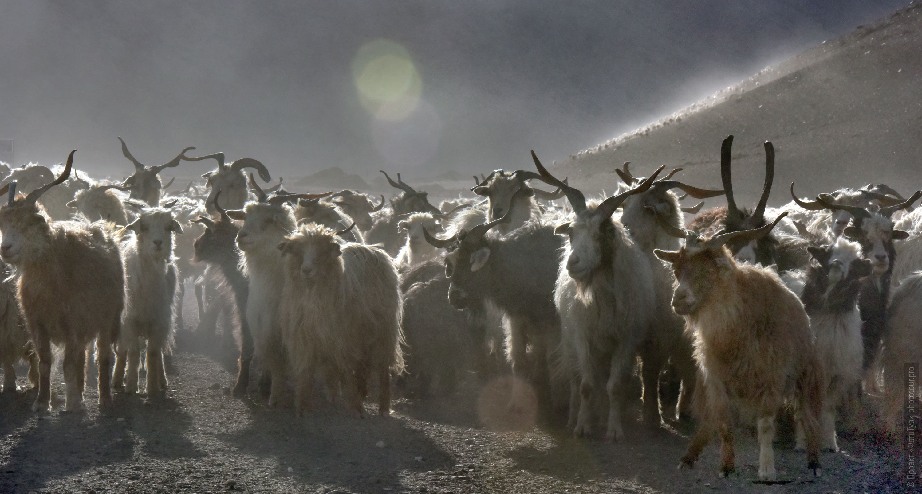 A herd of goats nomad Chong Pa. Expedition Tibet Lake-2: Pangong, Tso Moriri, Tso Kar, Tso Startsapak, Leh-Manali highway.