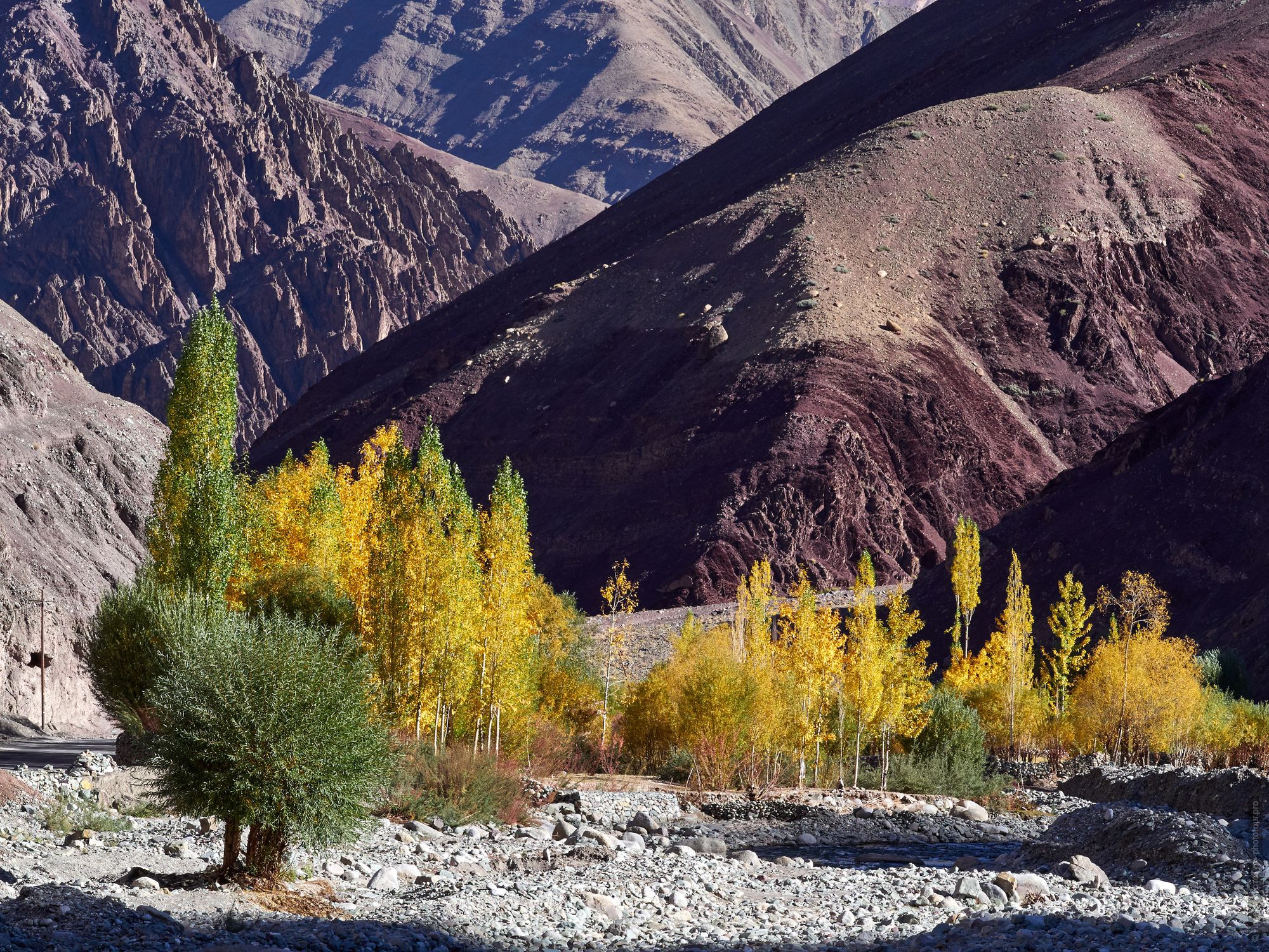 Yellow autumn in the Burgundy Gorge of Ladakh, Ladakh women's tour, August 31 - September 14, 2019.