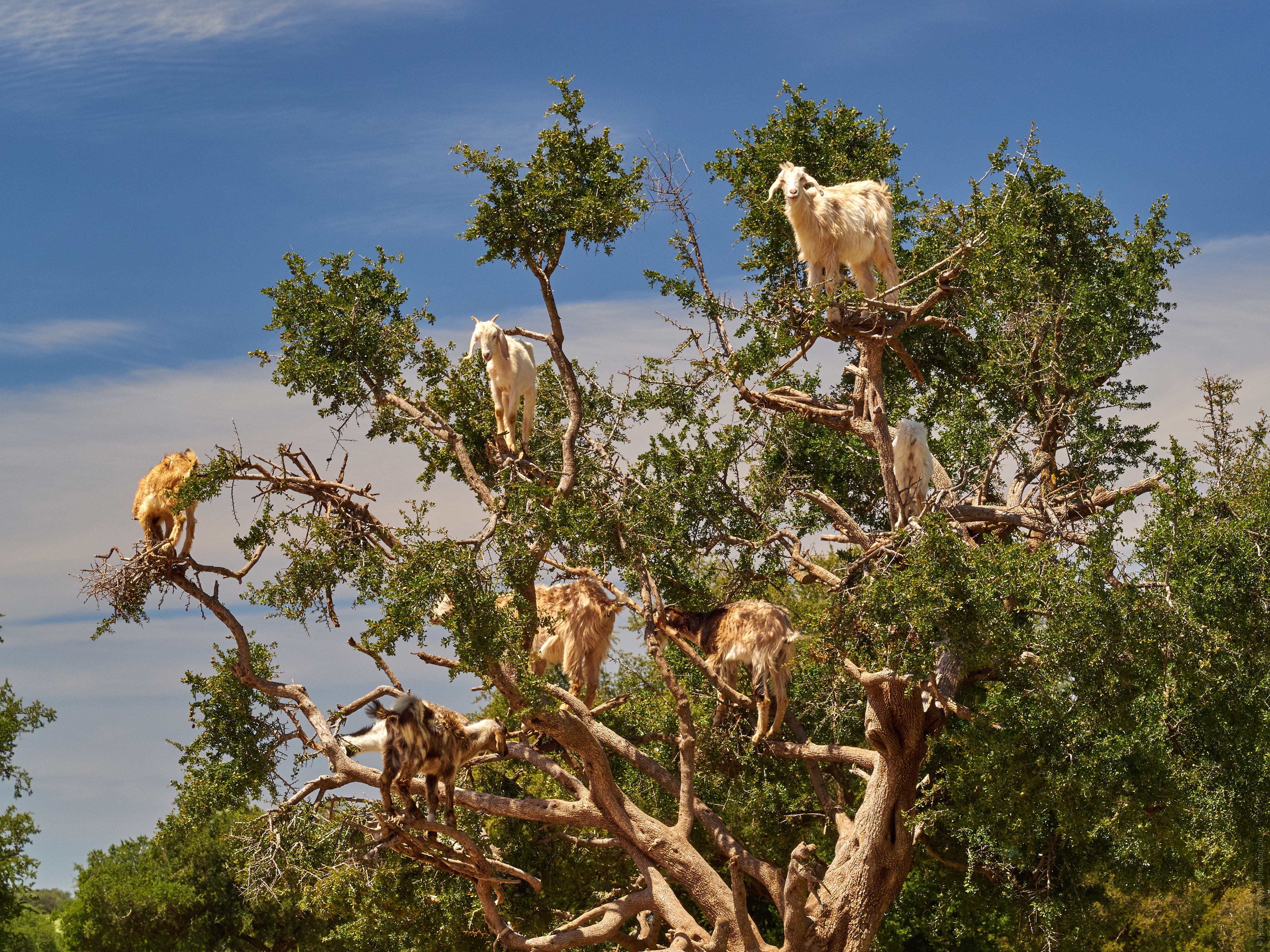 Goats on trees in morocco. Adventure photo tour: medina, cascades, sands and ports of Morocco, April 4 - 17, 2020.