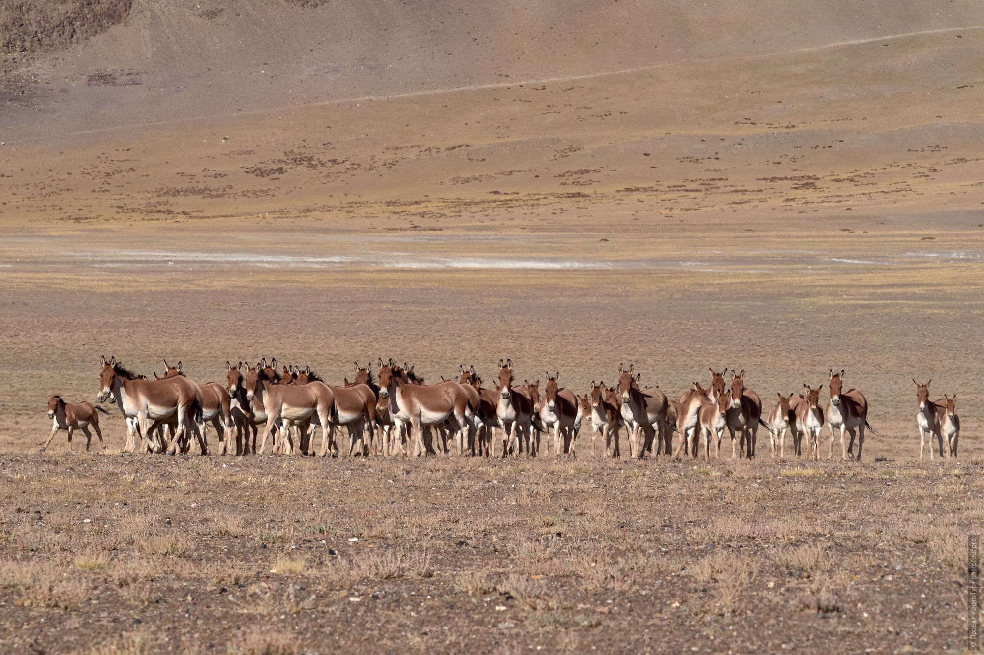 A herd of wild donkeys, or kiangs on Lake Tso Kar. Photo tour / tour Tibet of Lake-1: Pangong, Tso Moriri, Tso Kar, Tso Chiagar, Dance of Tsam on Lake Pangong, 08.07.-17.07.2022.