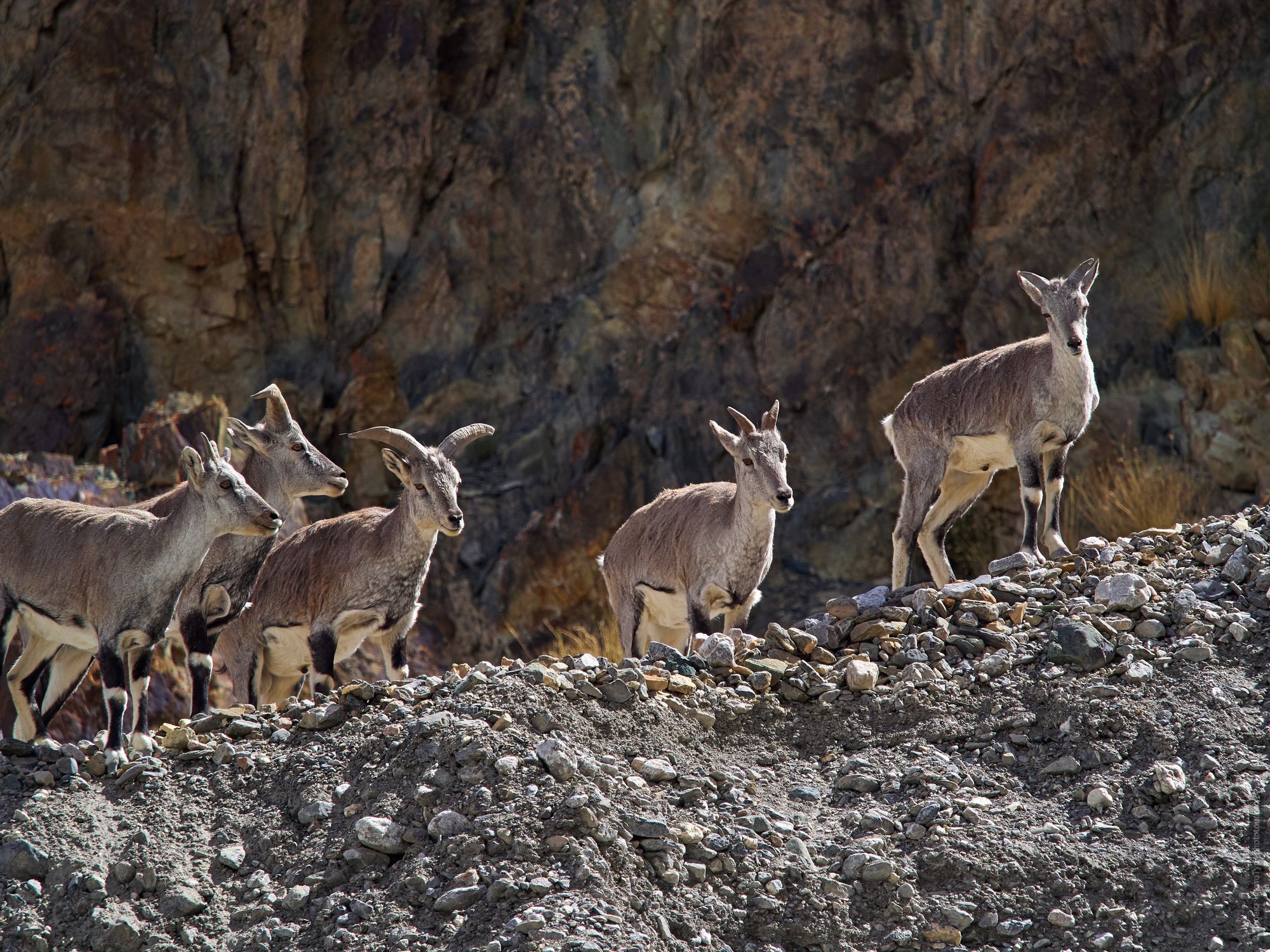 Wild goats in Zanskar. Budget photo tour Legends of Tibet: Zanskar, September 19. - September 30, 2020.