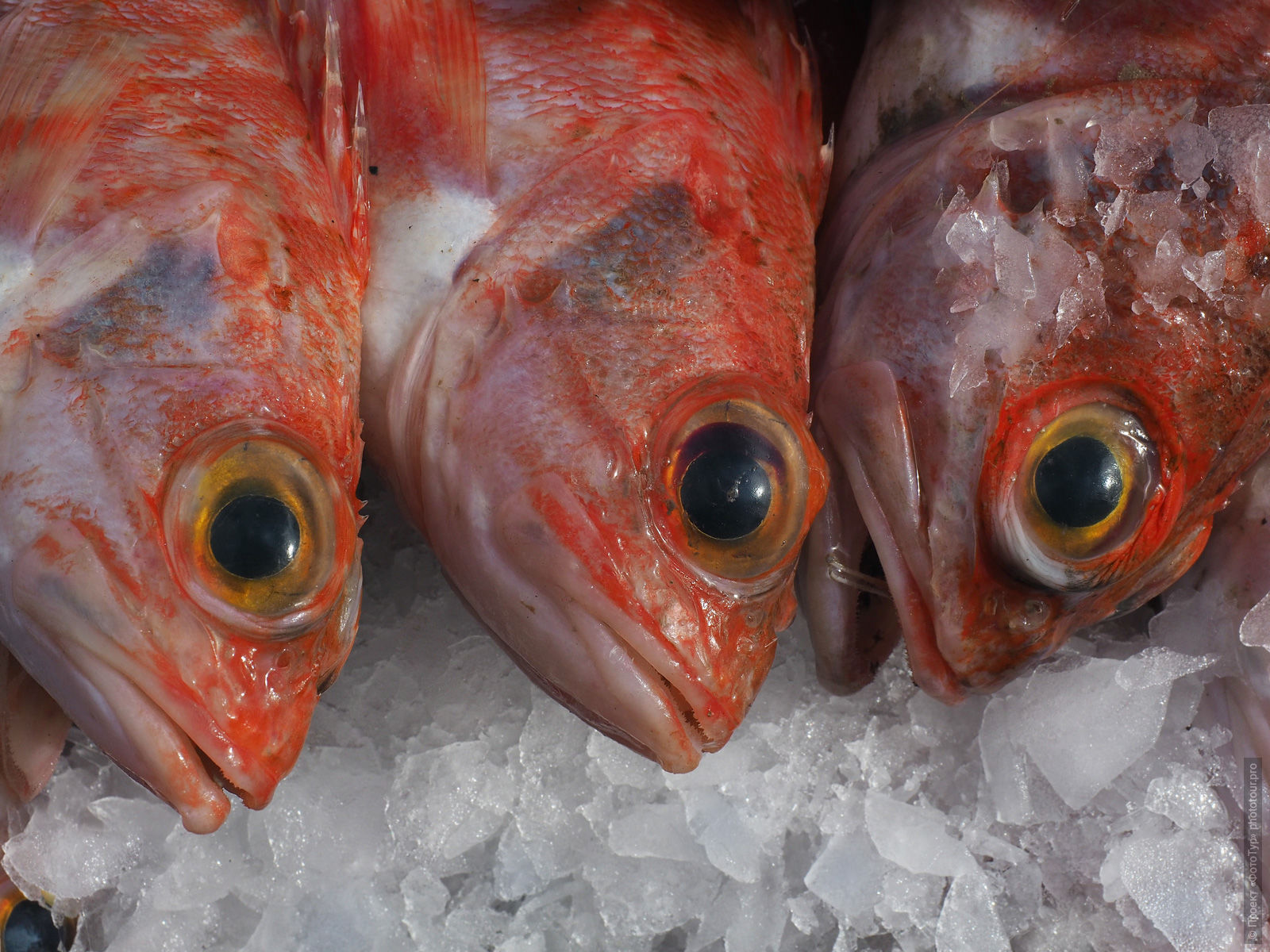 Sea fish. Adventure photo tour: medina, cascades, sands and ports of Morocco, April 4 - 17, 2020.