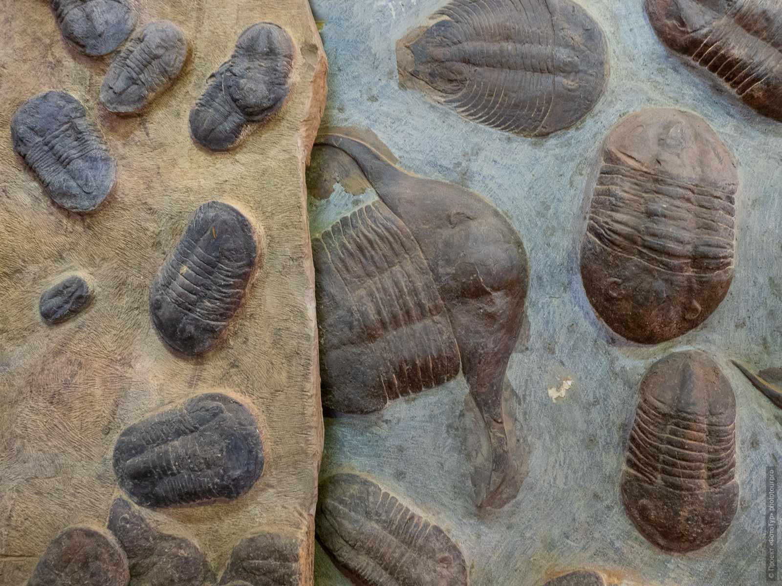 Plate with trilobites, Merzouga. Adventure photo tour: medina, cascades, sands and ports of Morocco, April 4 - 17, 2020.