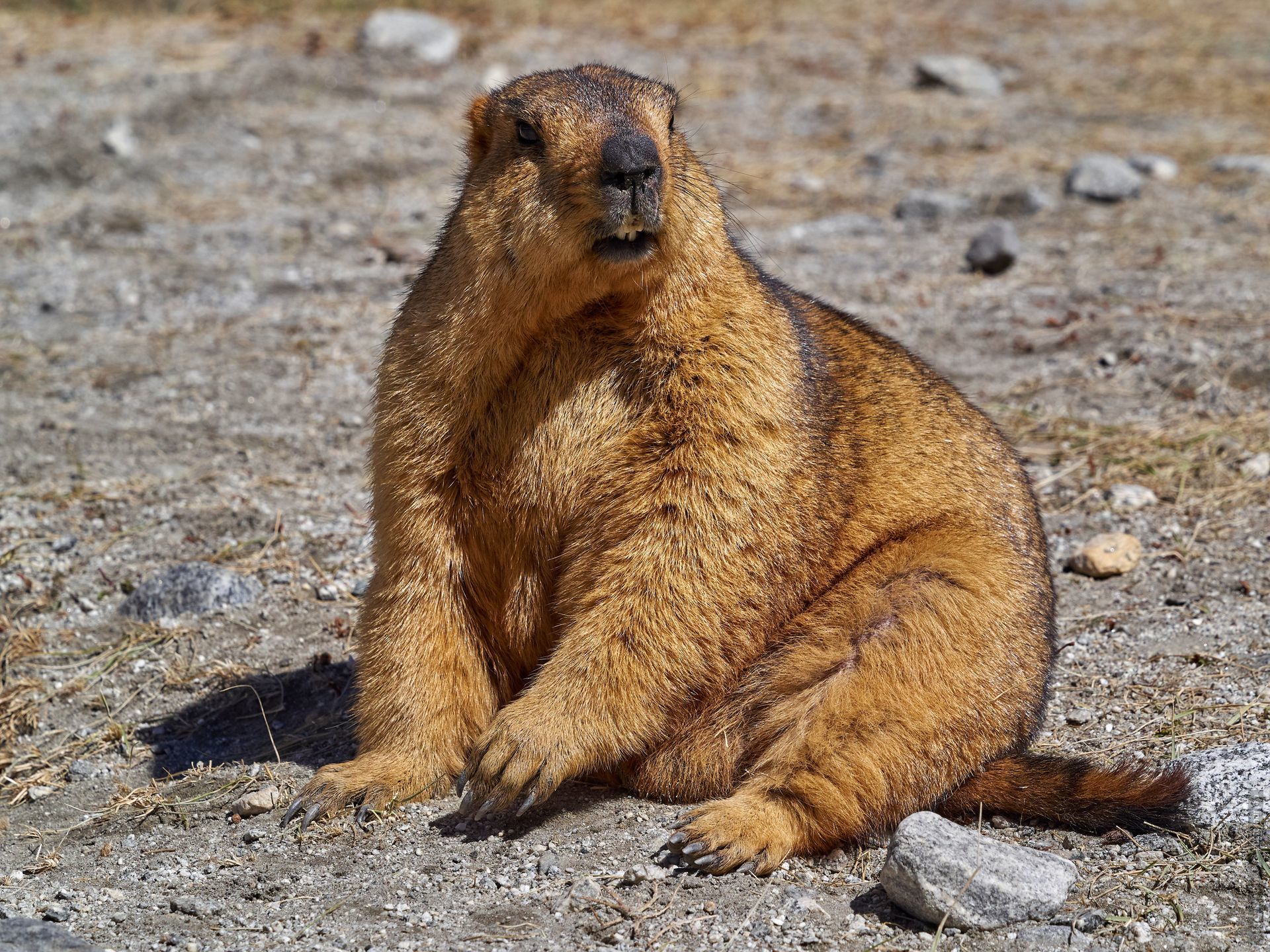 Tibetan Marmot in the Valley of Lake Pangong. Expedition Tibet Lake-2: Pangong, Tso Moriri, Tso Kar, Tso Startsapak, Leh-Manali highway.