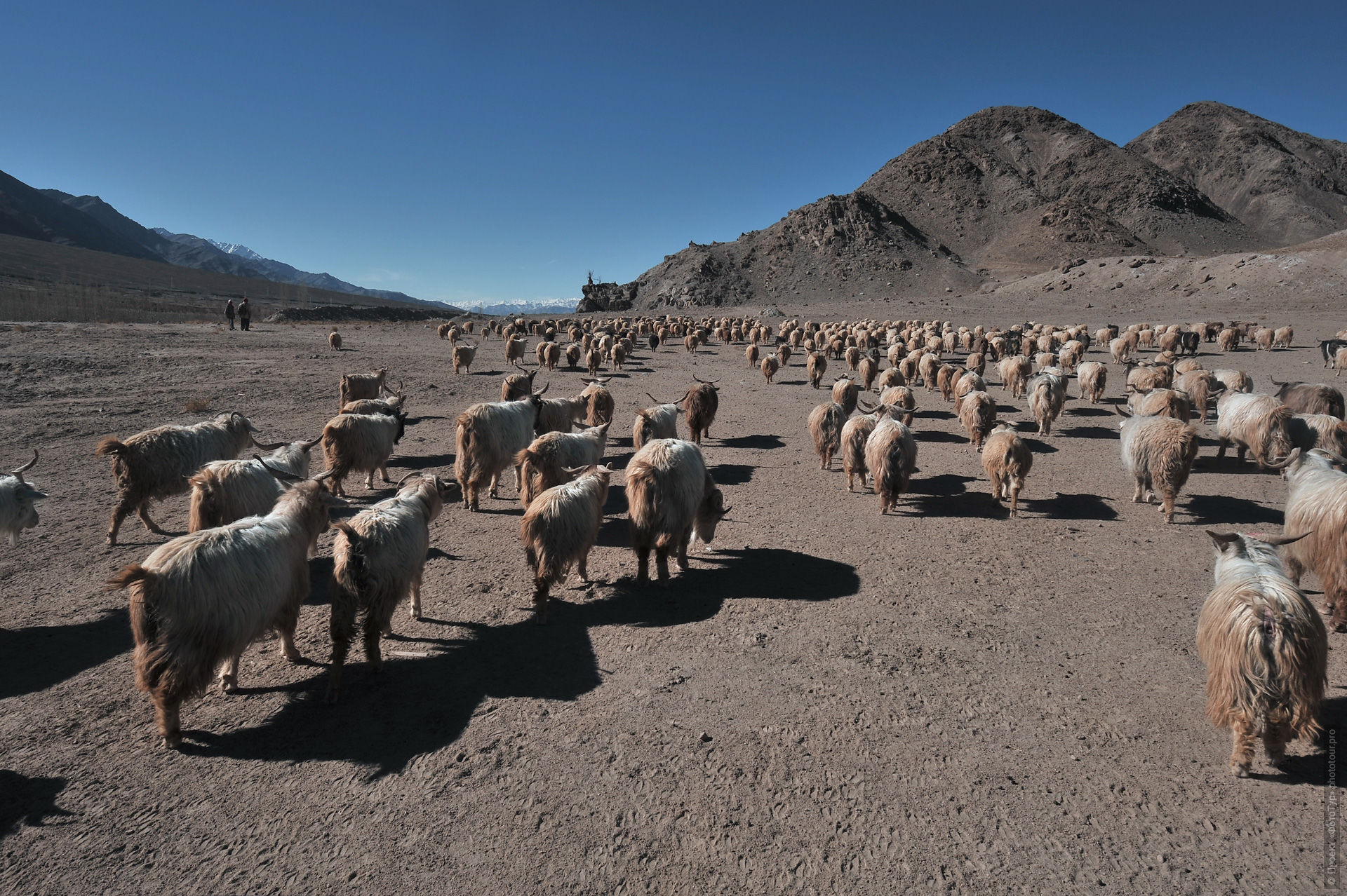 A flock of sheep in the floodplain of the Indus River. Photo tour to Tibet for the Winter Mysteries in Ladakh, Stok and Matho monasteries, 01.03. - 03/10/2020