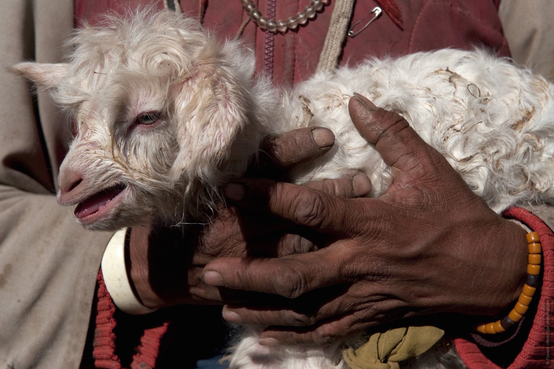 Newborn sheep on the hands of a shepherd. Photo tour to Tibet for the Winter Mysteries in Ladakh, Stok and Matho monasteries, 01.03. - 03/10/2020