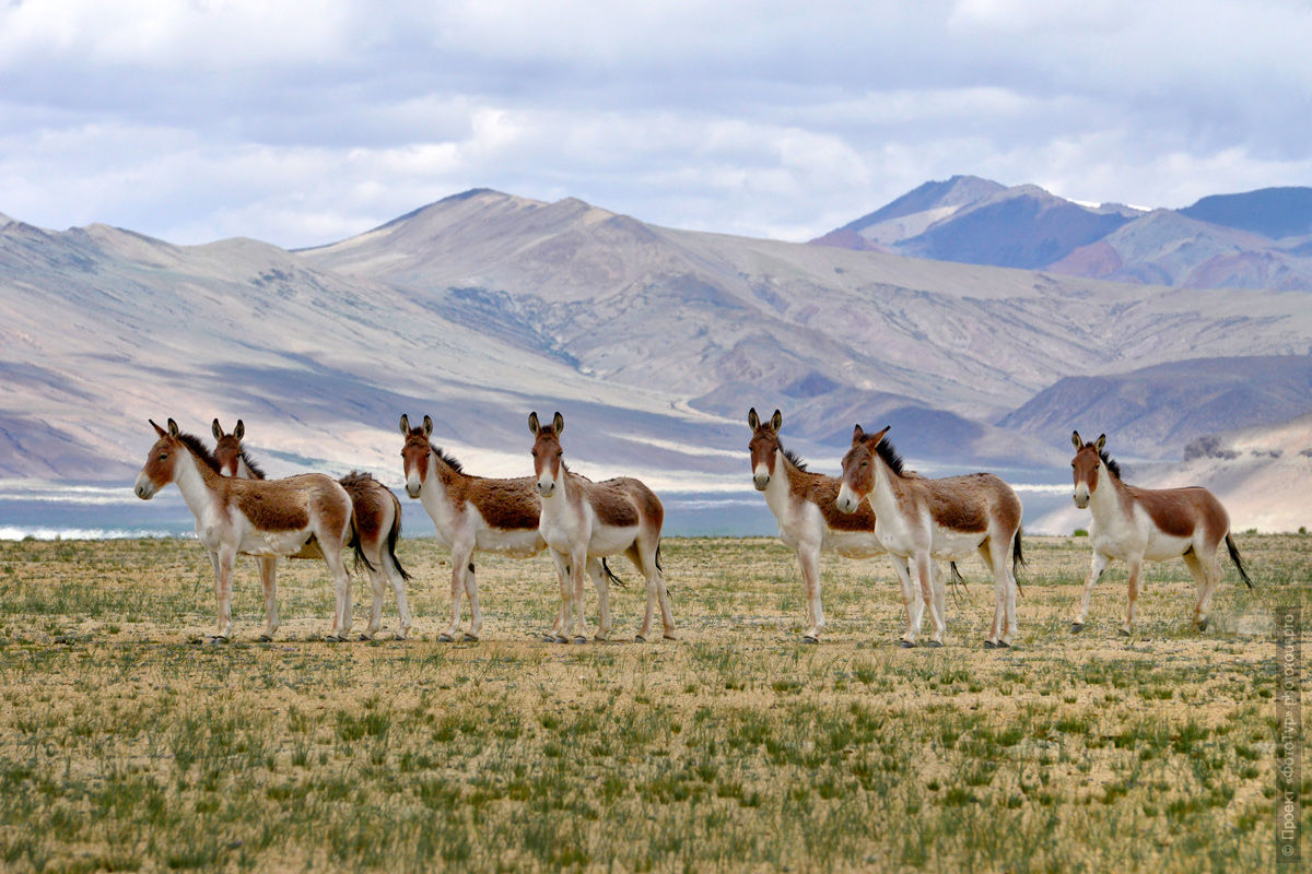 Qyangi, wild horses, Ladakh women's tour, August 31 - September 14, 2019.